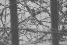 Image of barbed wire in black and white